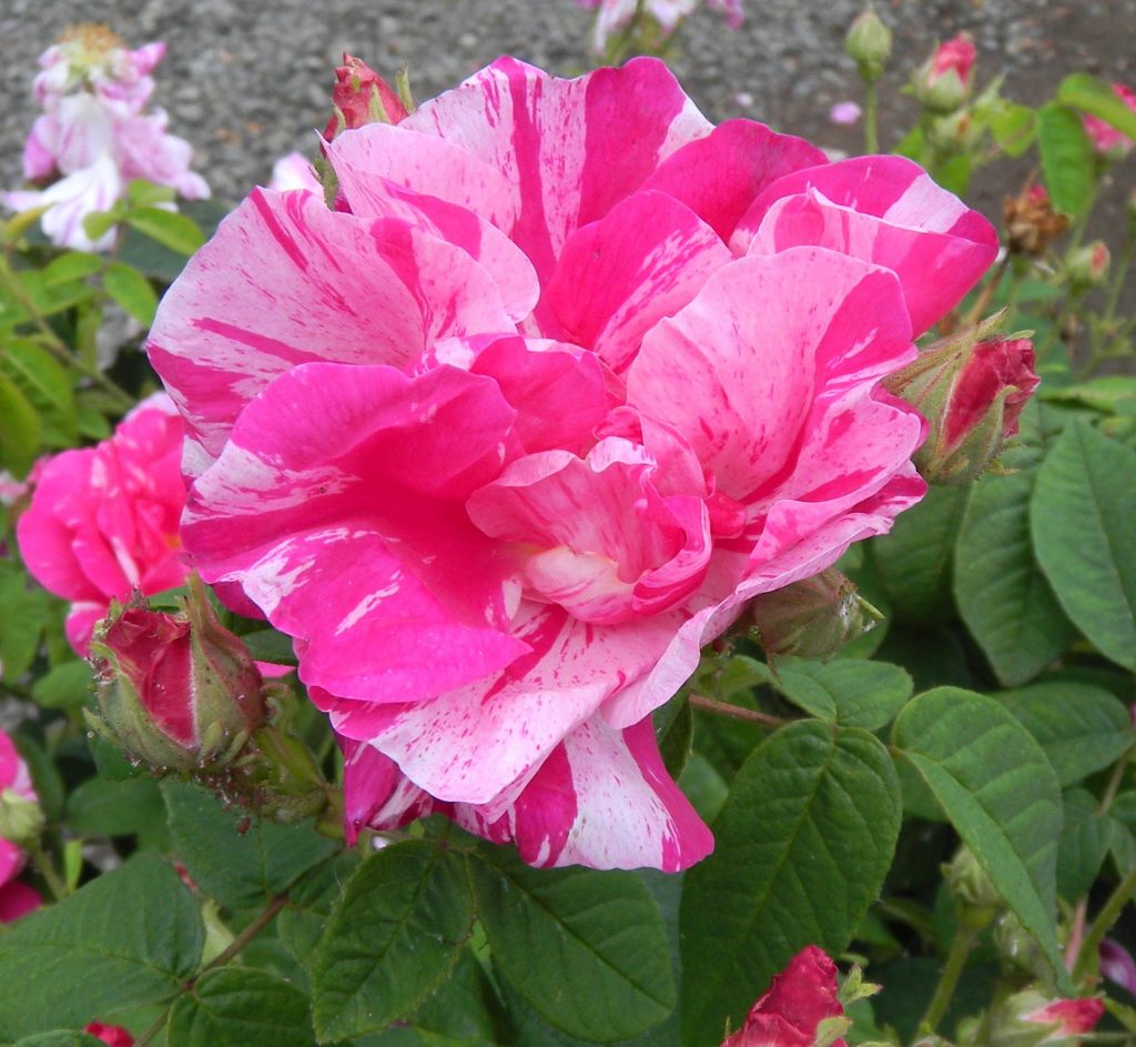 Master Gardener: A look at roses – The Fort Morgan Times